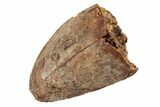 Serrated, Fossil Phytosaur (Redondasaurus) Tooth - New Mexico #192573-1